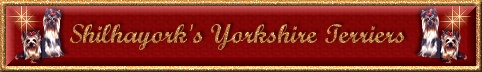 The home of my lovely yorkies
